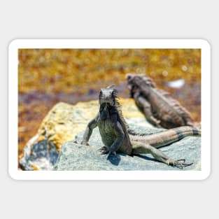 Iguanas Sunning on Rocks in St. Thomas Sticker